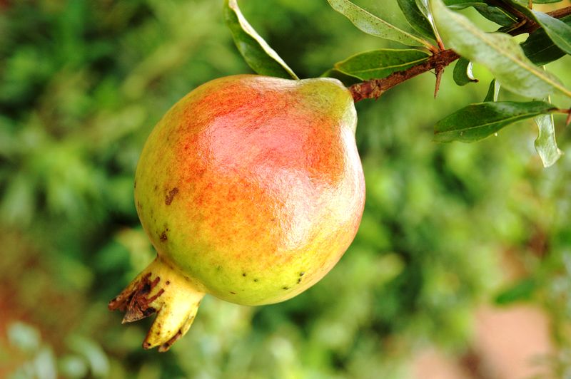 [800px-Pomegranite_Fruit_India.JPG]