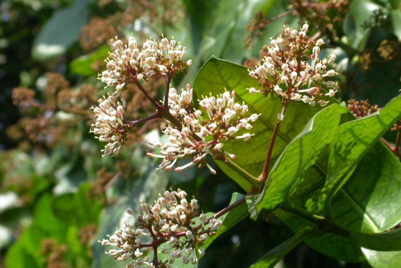 [Ixora_arboreaFl.jpg]