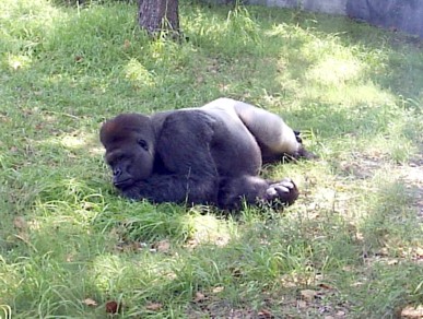 [2007+Zoo+silverback+resting+August.JPG]
