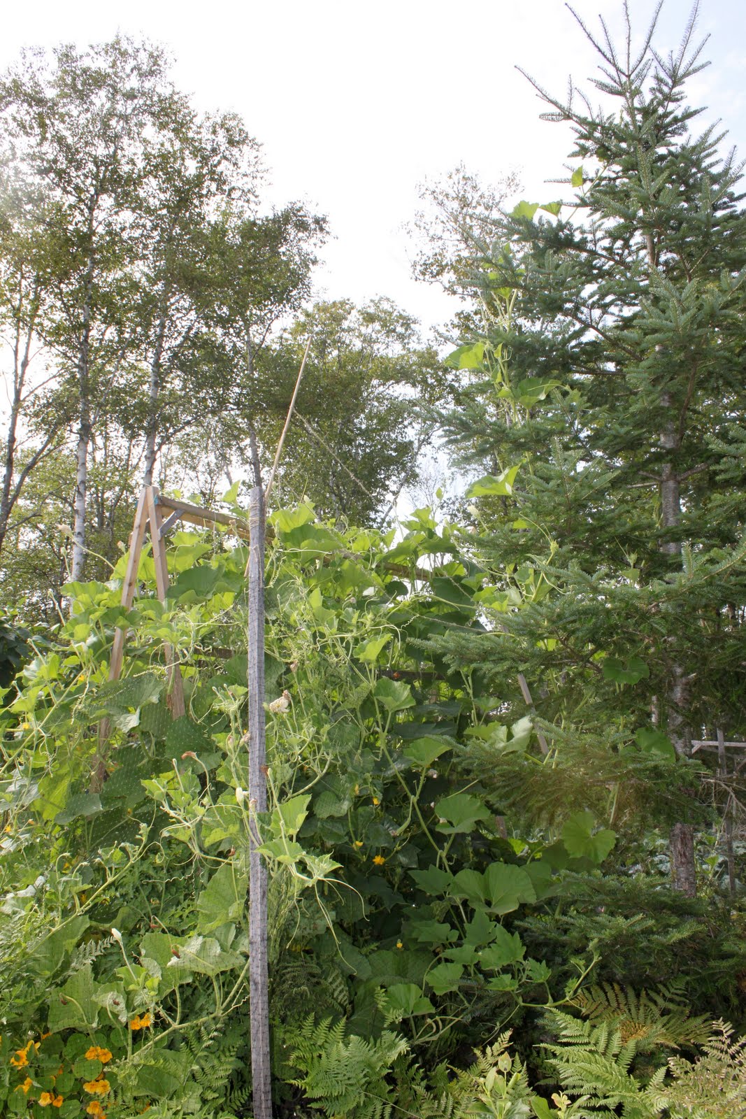 gourd tree