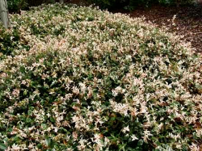 tricolour jasmine