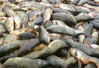 [img width=200 height=137]http://1.bp.blogspot.com/_EWyFd93a74M/SiWoxQeo8UI/AAAAAAAAAG0/WFuO_yanmeE/s200/carp+killing.JPG[/img]