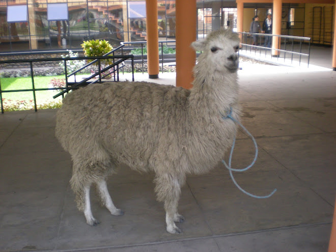 Not a llama but at least an Alpaca for now...