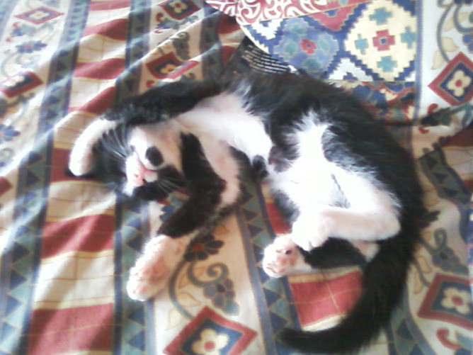 AMO A MI GATO (L)