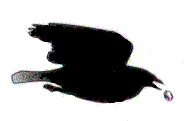 [crow5.gif]