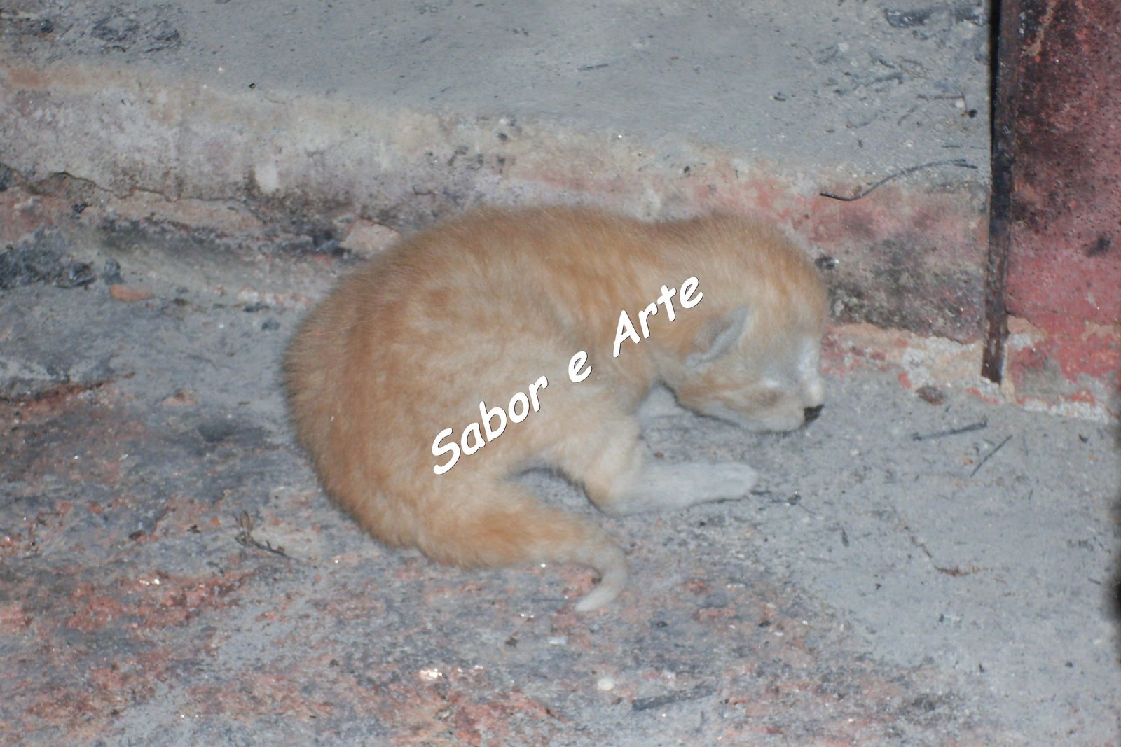 [SDC11306_final.JPG]