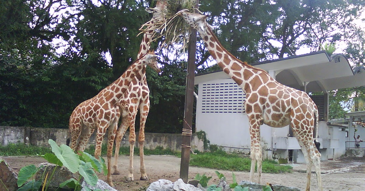 dunia sementara: Tengok haiwan di Zoo