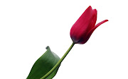 Imágenes de flores para el día de las madres (33 elementos) www
