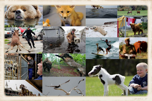 Animales en las noticias (40 fotografías by The Big Picture)