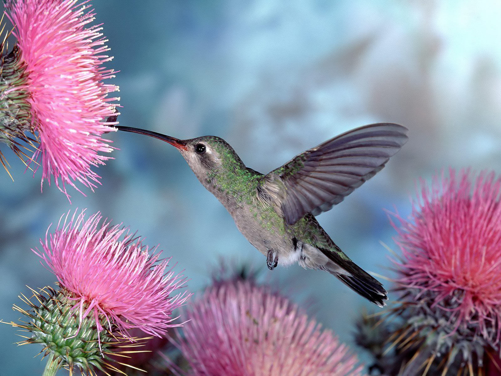 foto de colibri foto de colibri