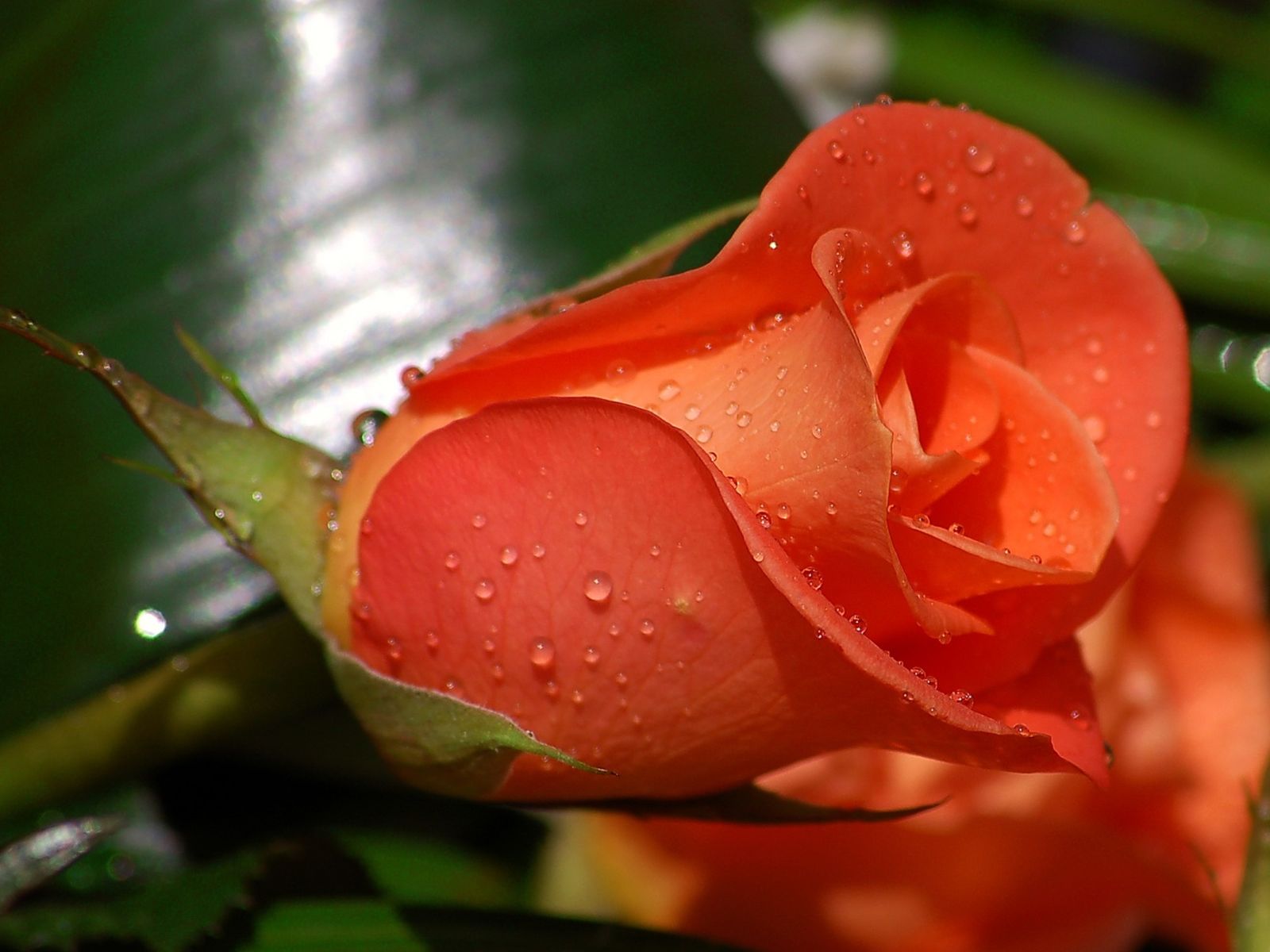 Nuevas fotos de flores gratis para todos (8 elementos)