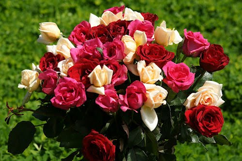 Rosas de colores parte I (12 fotografías gratis)