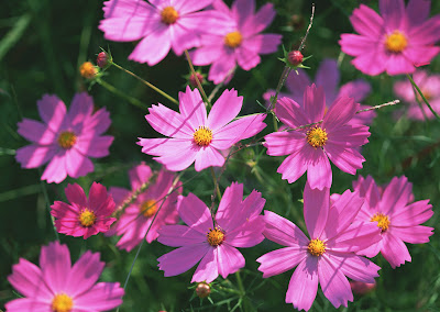 Imágenes y fotografías de flores