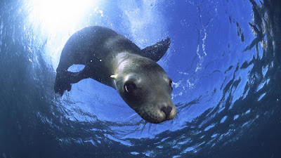 Animales que viven en el fondo del mar como Peces, tortugas, estrellas, etc.