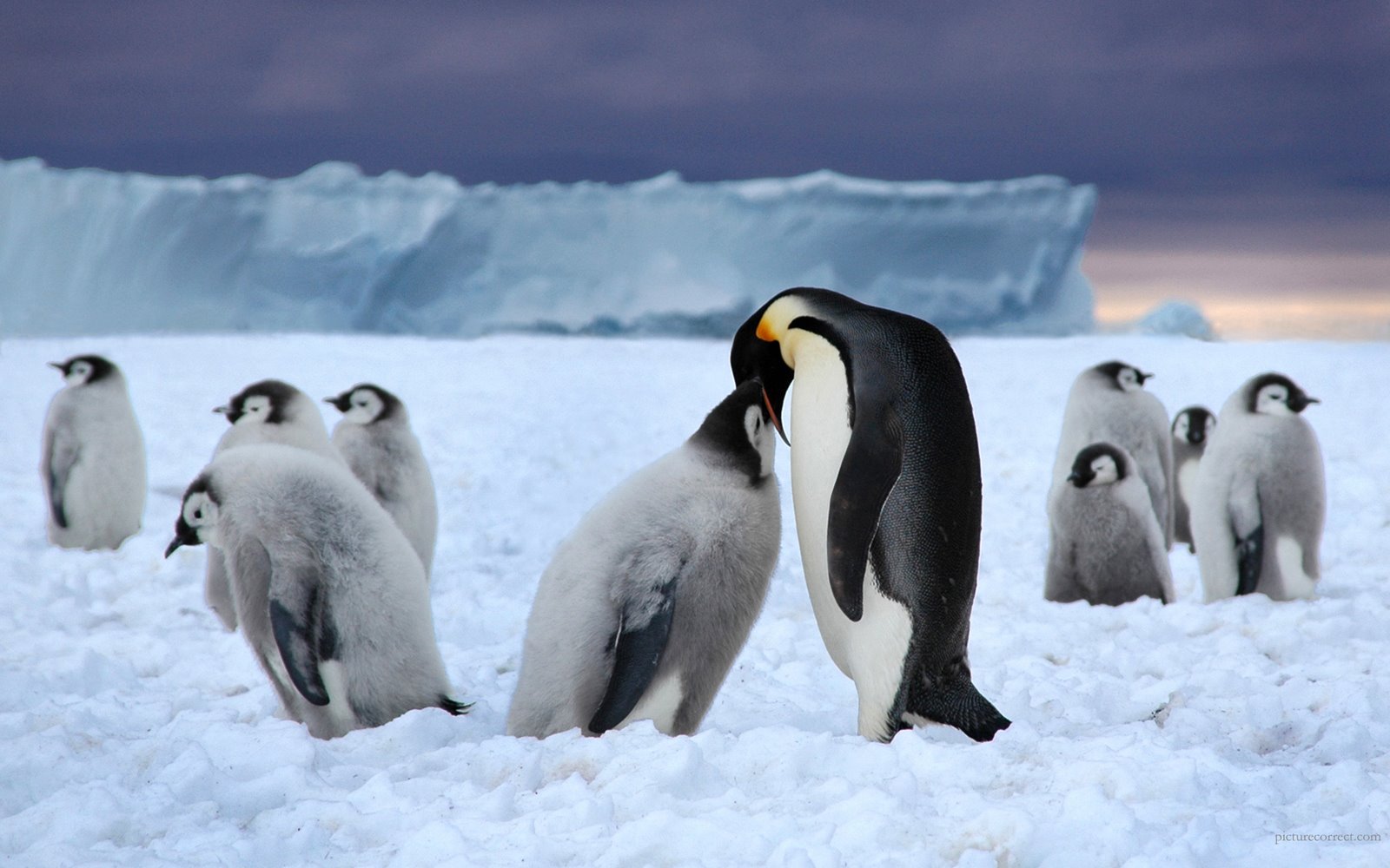 [penguins-1920x1200.jpg]
