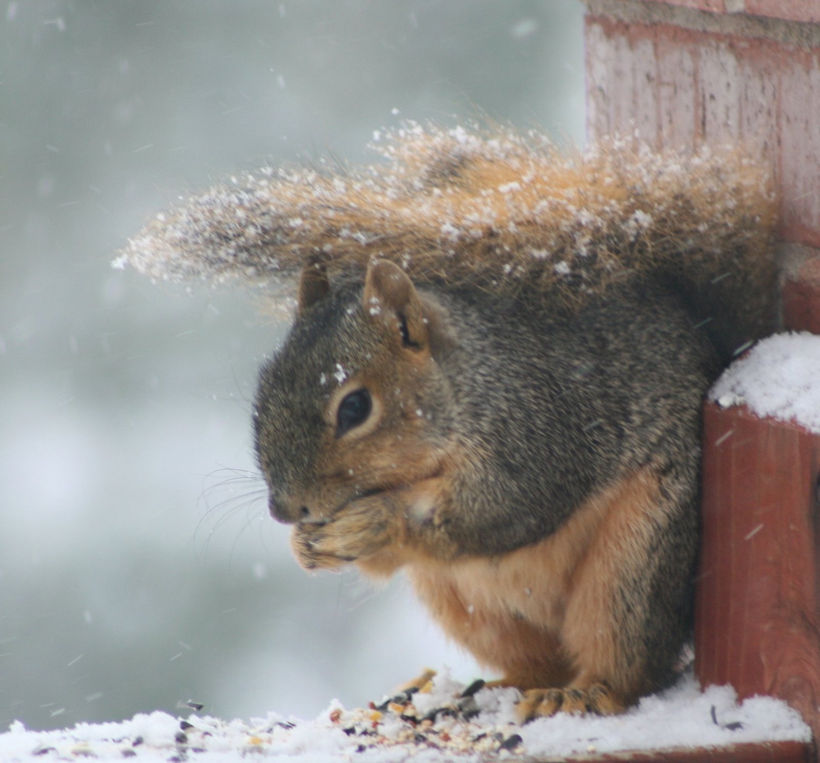 [squirrel_snow.jpg]