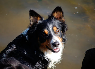 collie - chiots border collie nés le 17 mars DSC_0009