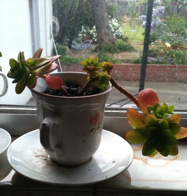 and you wonder. Tea Cup Pot Plants!