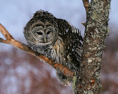 Barred Owl