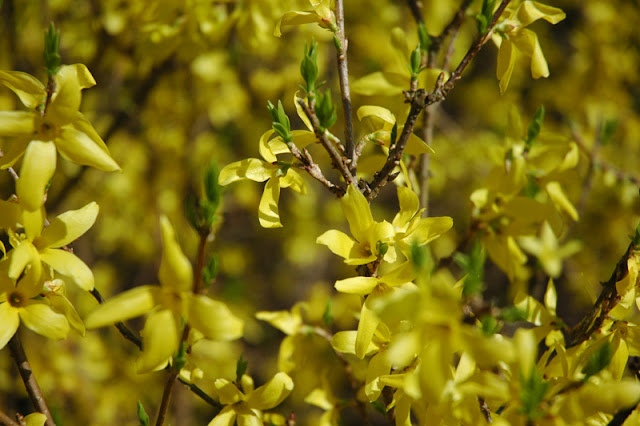 A couple weeks ago, outside my window.