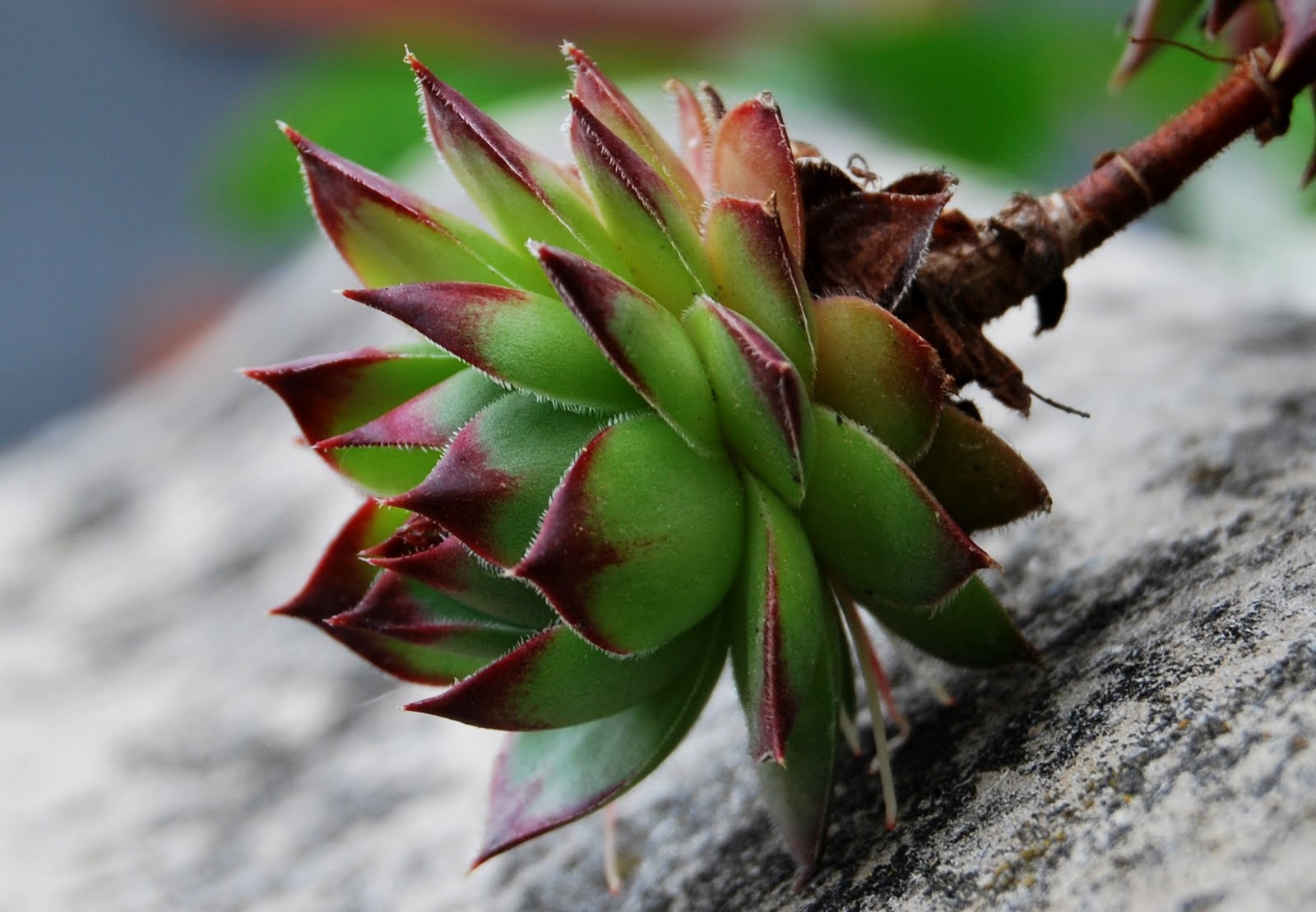 colored garden SEMPERVIVUM/Houseleeks