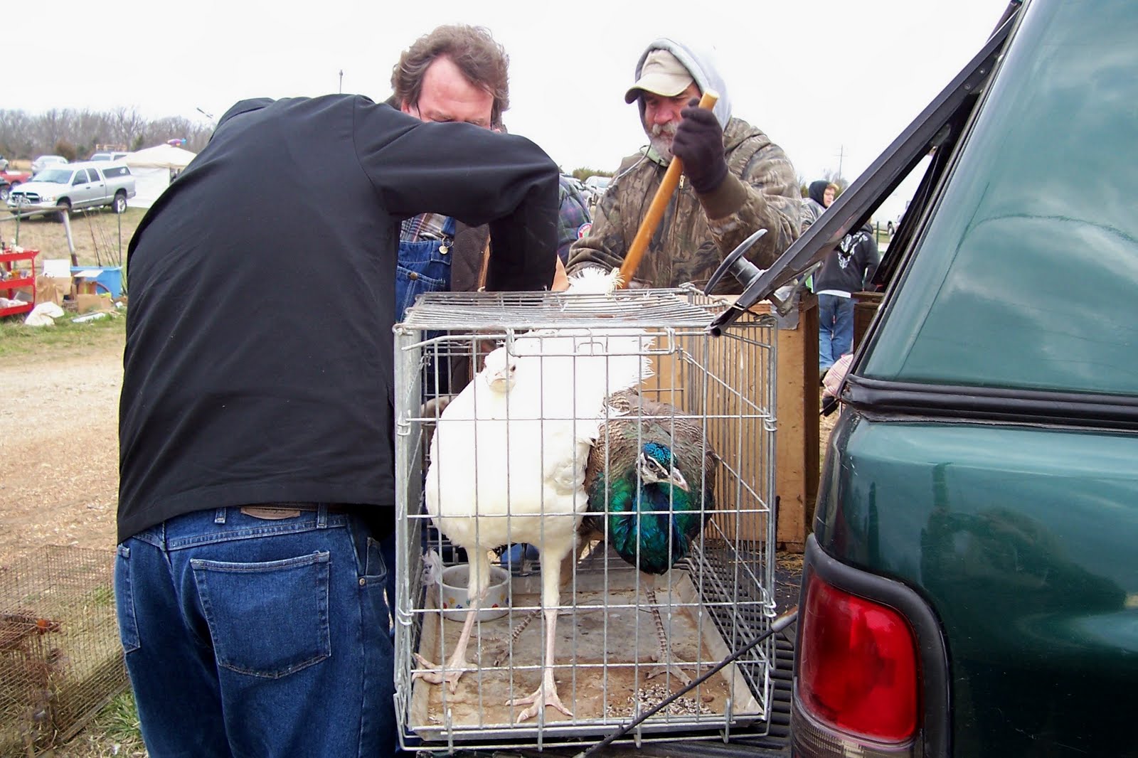 Thoughts From The Porch Swing Small Animal Swap Meet