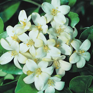 http://1.bp.blogspot.com/_EbeuC85-eGY/TTjL-dcZCYI/AAAAAAAABow/HgUniOHGzew/s1600/Orange_Jasmine-01.jpg