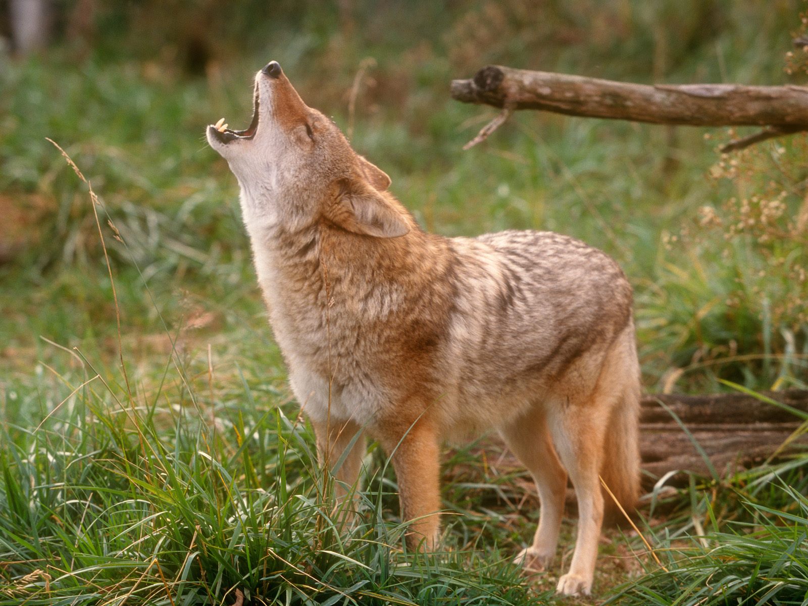 Howling Coyote Images