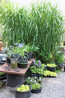 Tankar från trädgårdsmästarn: inspiration från löddeköpinge plantskola