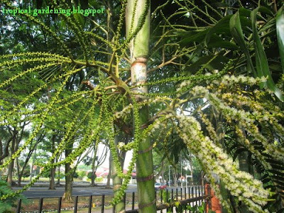 Ptychosperma palm trees flowering