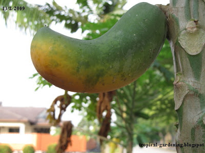 ripe papaya fruit