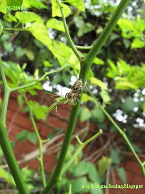 spider eating mantis in Malaysia