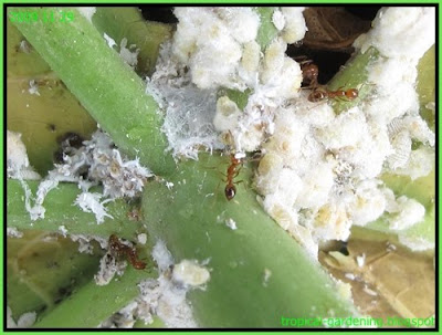 ants with mealy bugs papaya malaysia