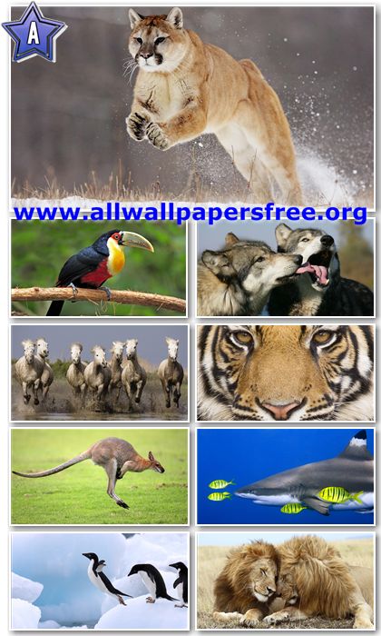 wallpapers hd 1080p. 1080p wallpapers. wallpapers hd 1080p.