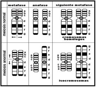 Tipos De Mutaciones