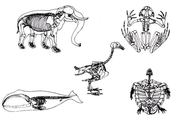 Bios: Tarea Evolución