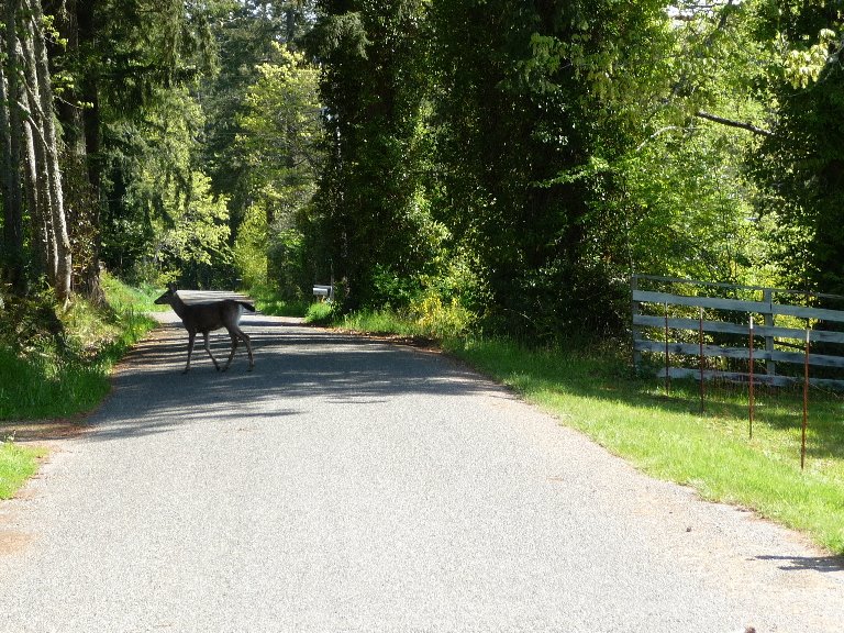 [Deer+Crossing.JPG]