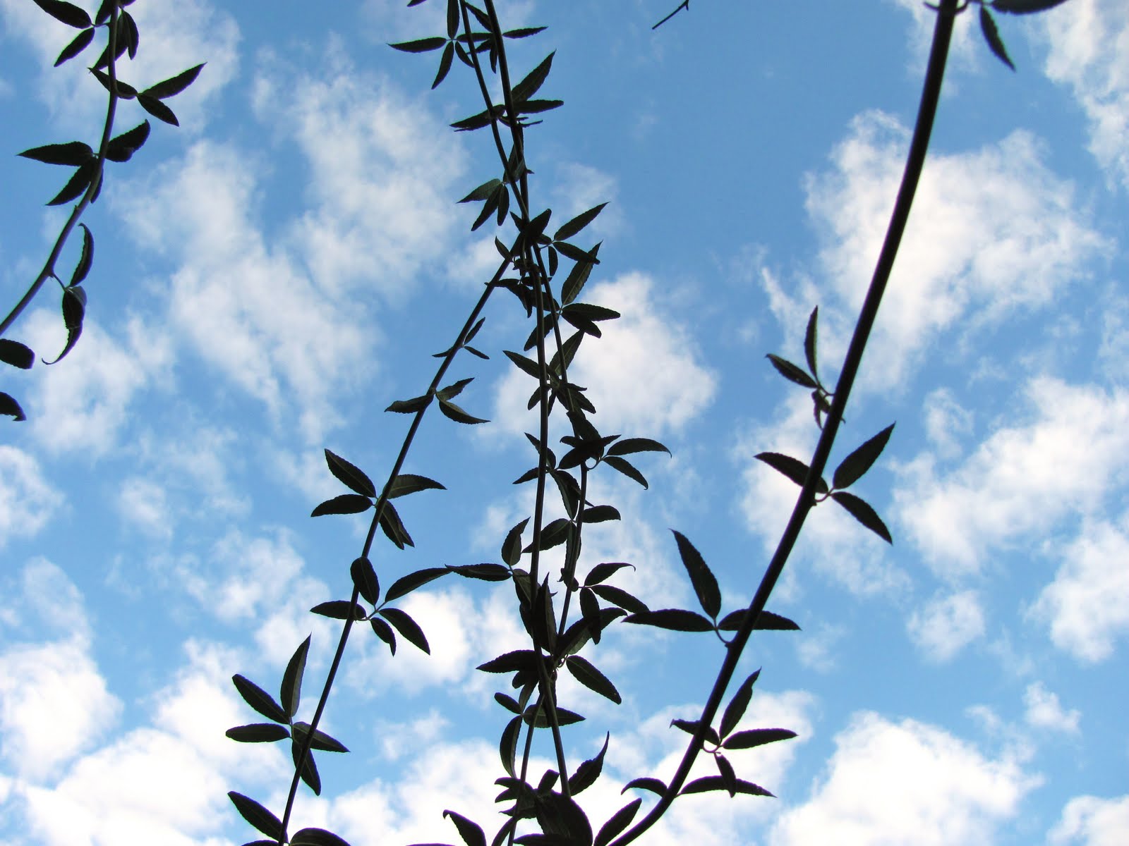 シュートでリース