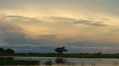 Zambezi Floodplain