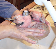 Rosy Bourkes enjoy baths!