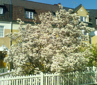Stor+magnolia+1.jpg