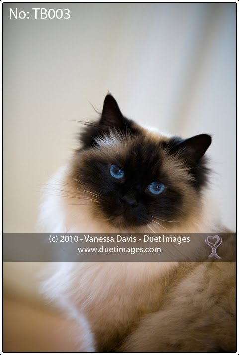 [DuetImagesBlogTB003.jpg]