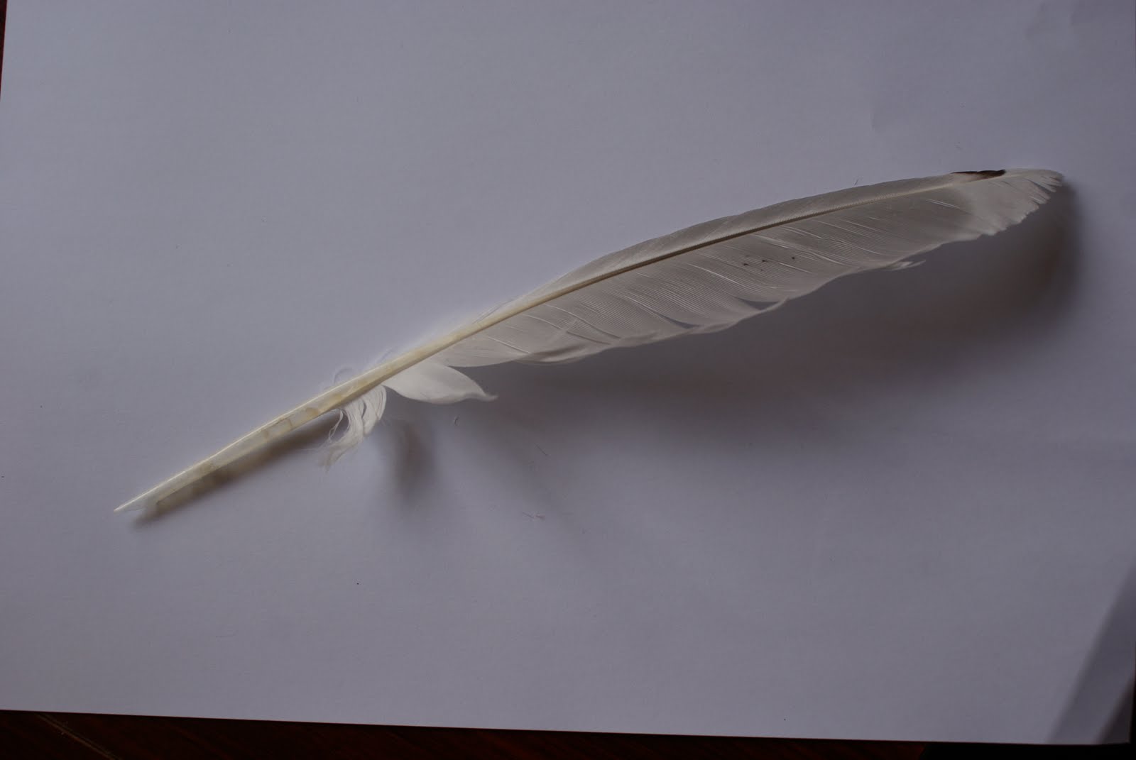 Living and Learning A quill (natural feather pen)