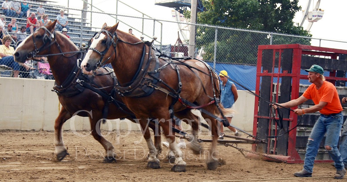 Indiana Horse Pulling Clinton County and 4H Fair Heavyweight Horse Pull