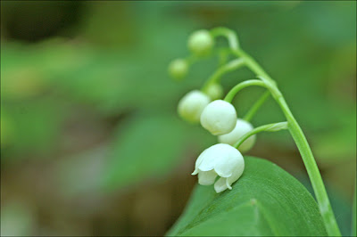 Muguet de la Linette