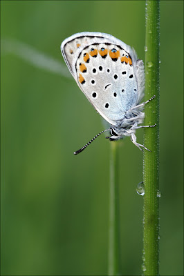 Azuré des coronilles