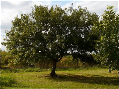 Mirabellier