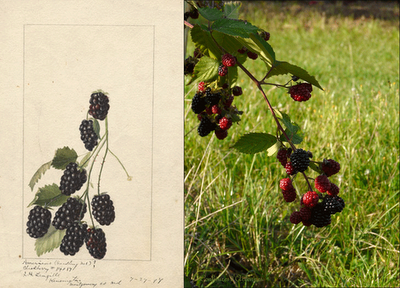 Les mûres de jardin
