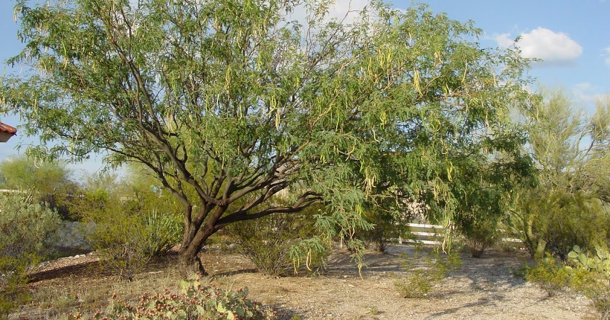 Tucson Daily Happenings "The many goodies of the Arizona Mesquite Tree"