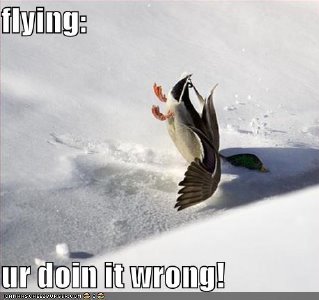 [Flying+Duck.bmp]